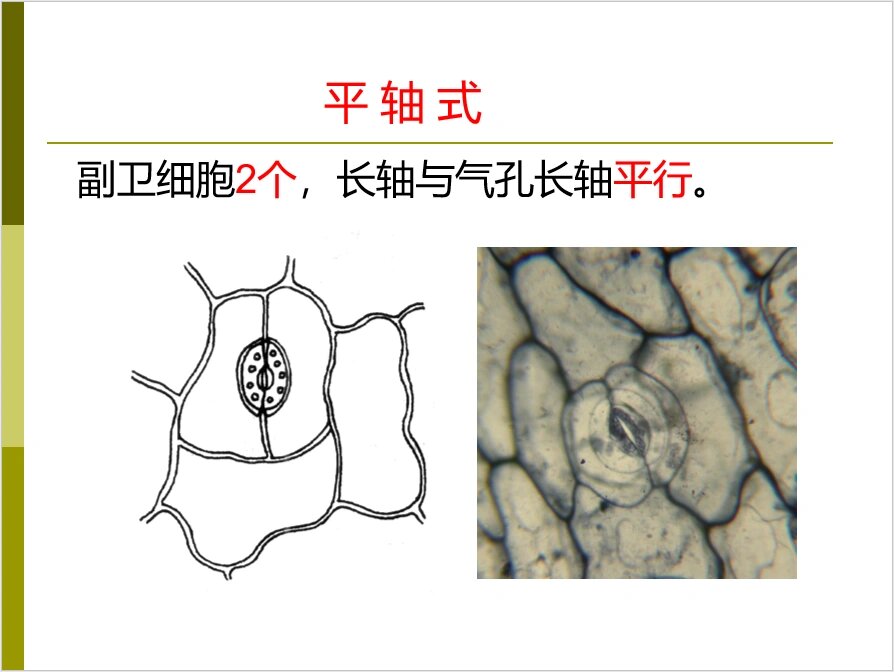 大黄网纹导管显微镜图片大黄网，网络世界的瑰宝-第3张图片