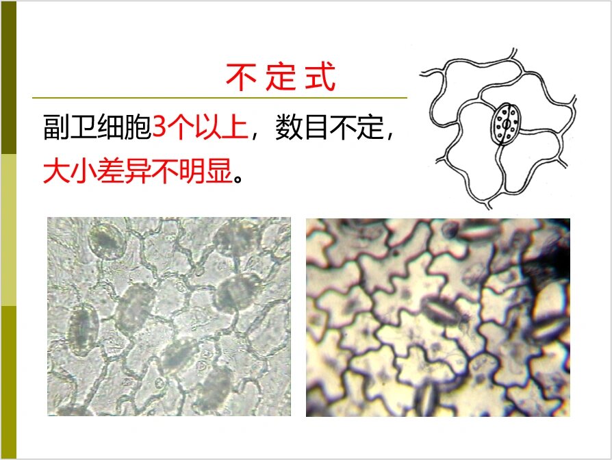 大黄网纹导管显微镜图片大黄网，网络世界的瑰宝-第2张图片