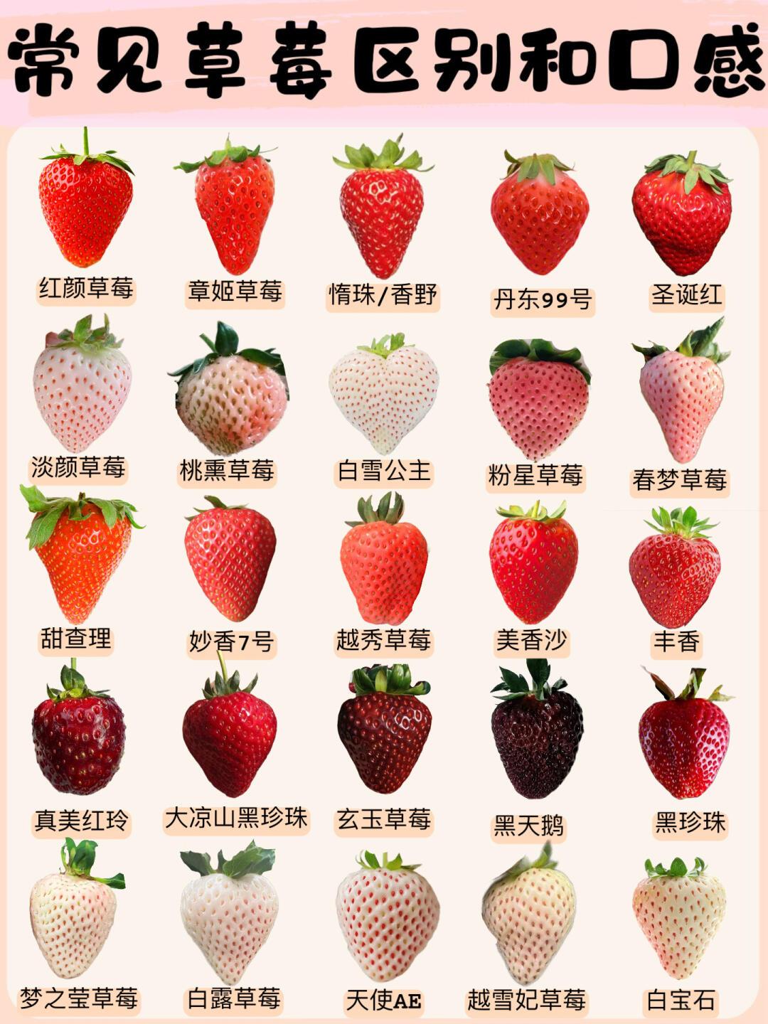 蜜丝婷大草莓和小草莓对比蜜丝婷大草莓和小草莓对比-第1张图片