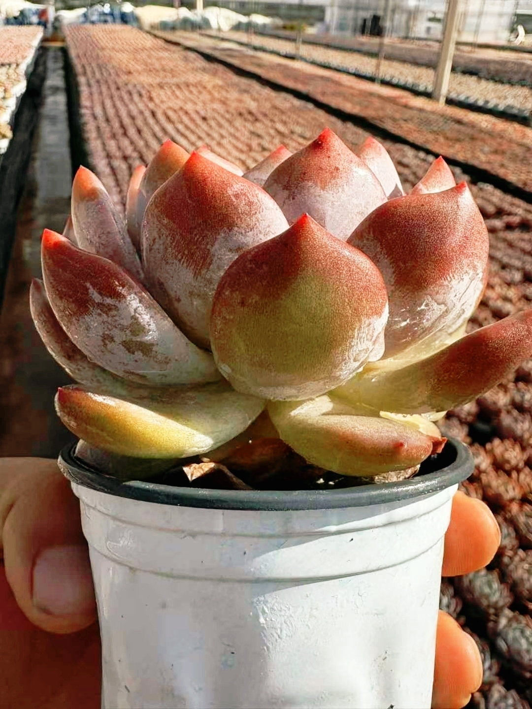 肉莲花