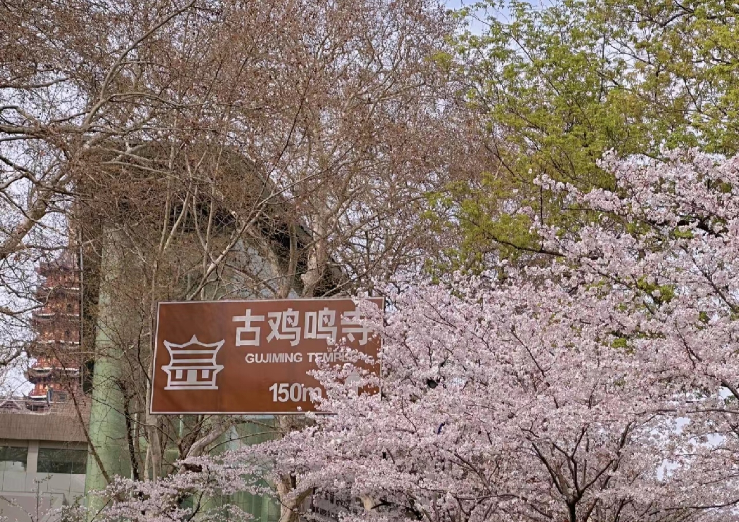多才多艺网多才多艺网，艺术与才华的交汇之地