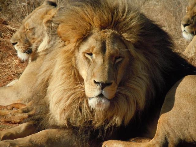 偷猎者的英文偷猎者之祸，生态保护与人类行为-第2张图片