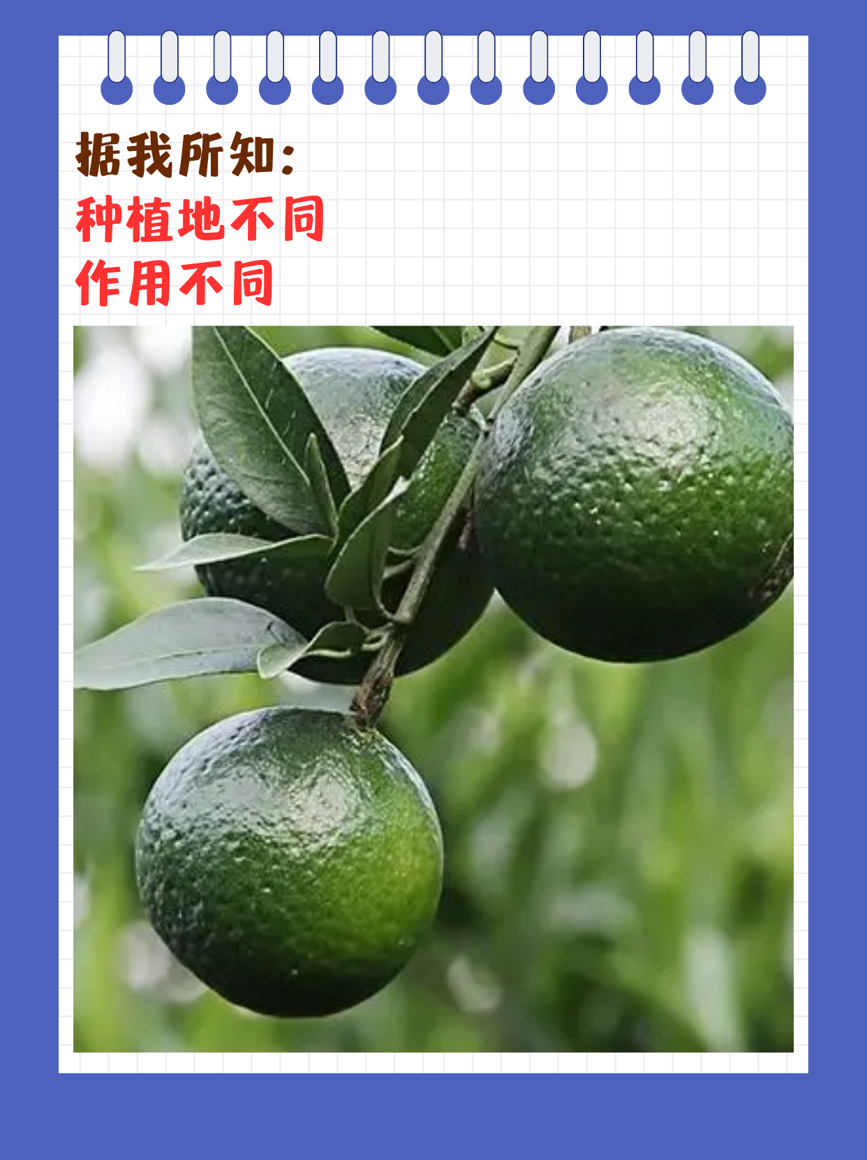 国产一线产区二线产区概述-第2张图片