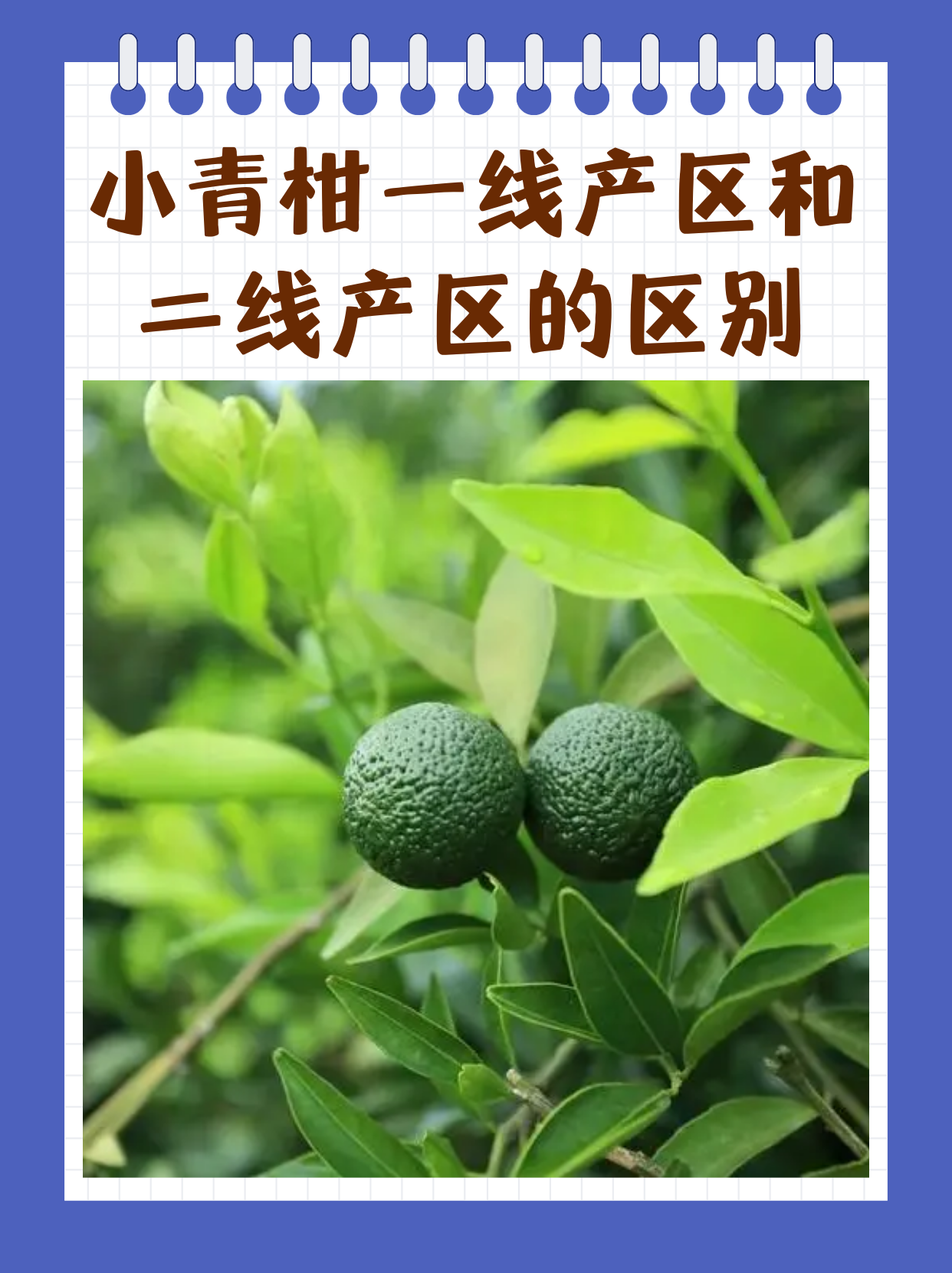 国产一线产区二线产区概述
