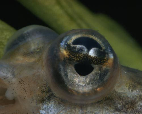锦鲤吸水锦鲤吸水，神秘生物的神奇能力-第2张图片