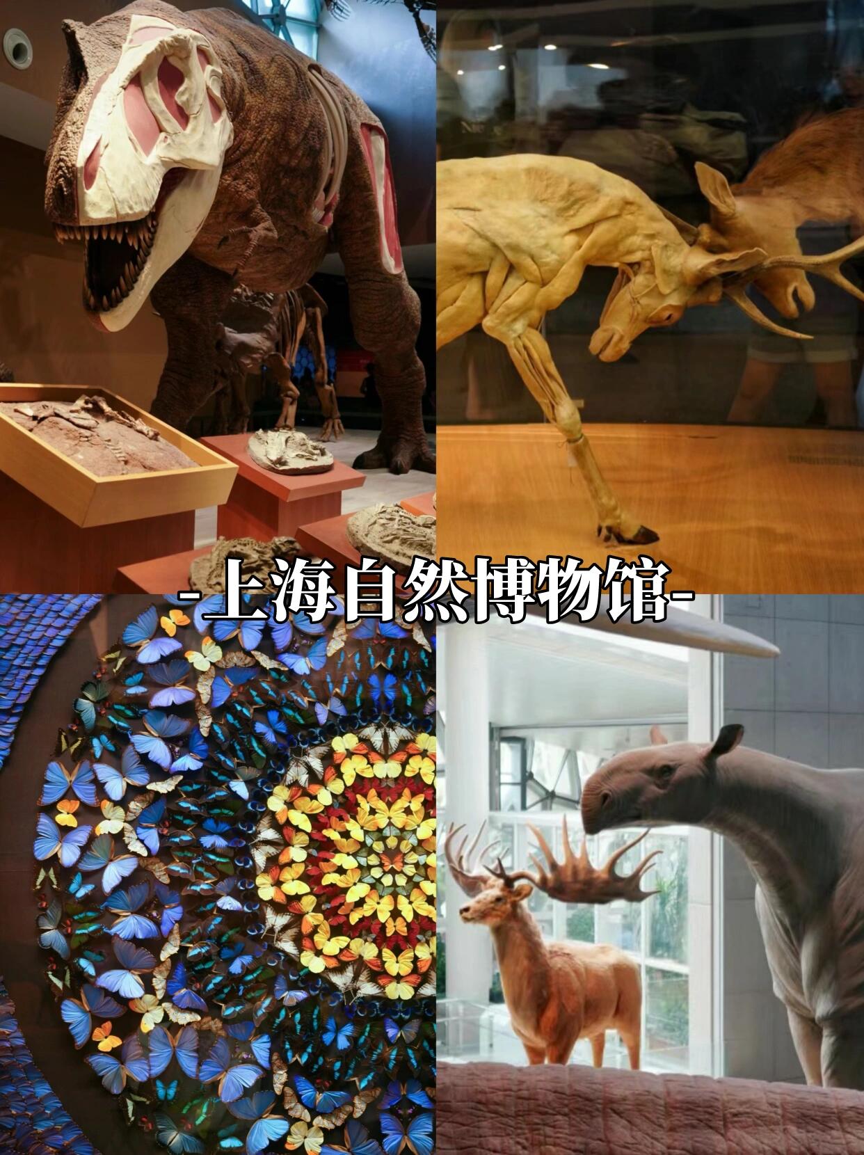 皇网站浏览器黄wang，中华文化的瑰宝
