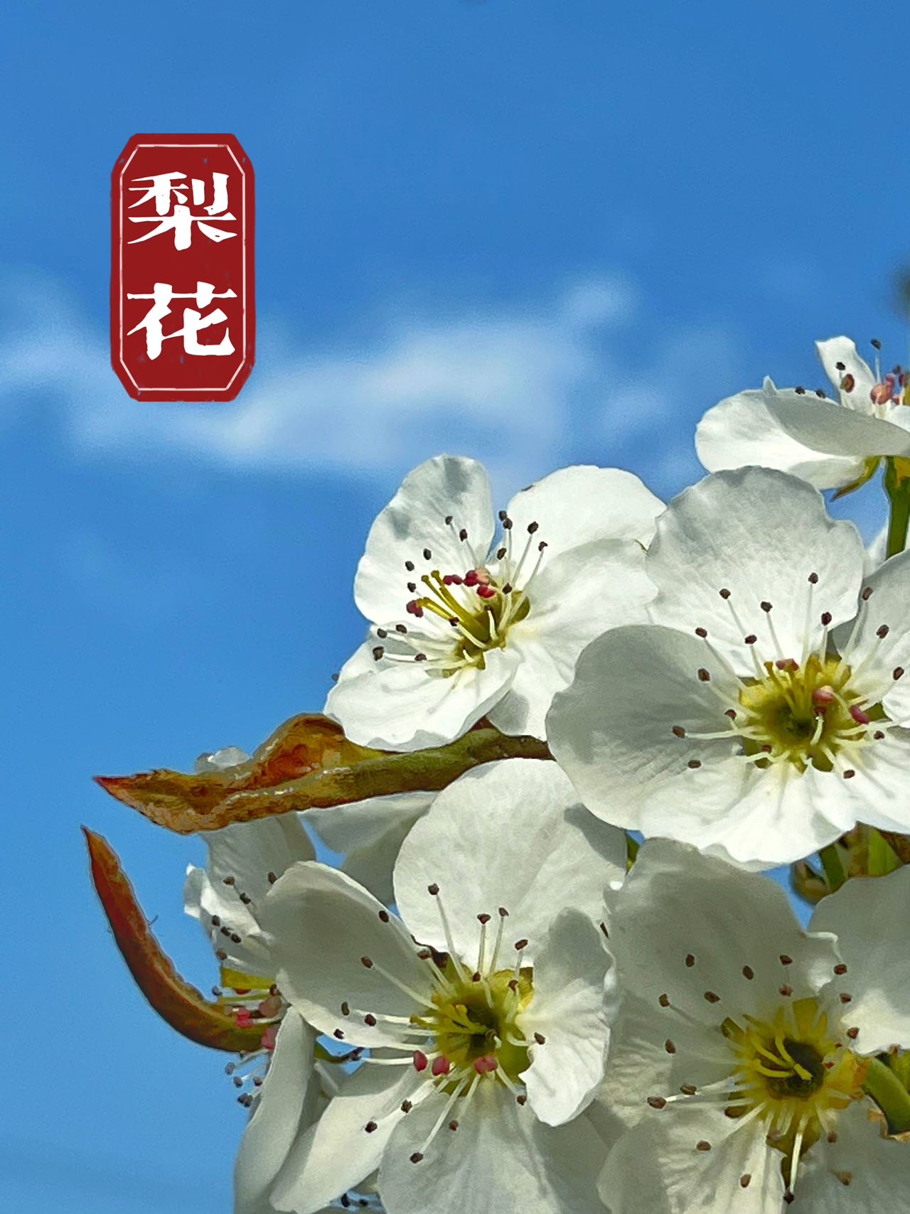 丁香五月情