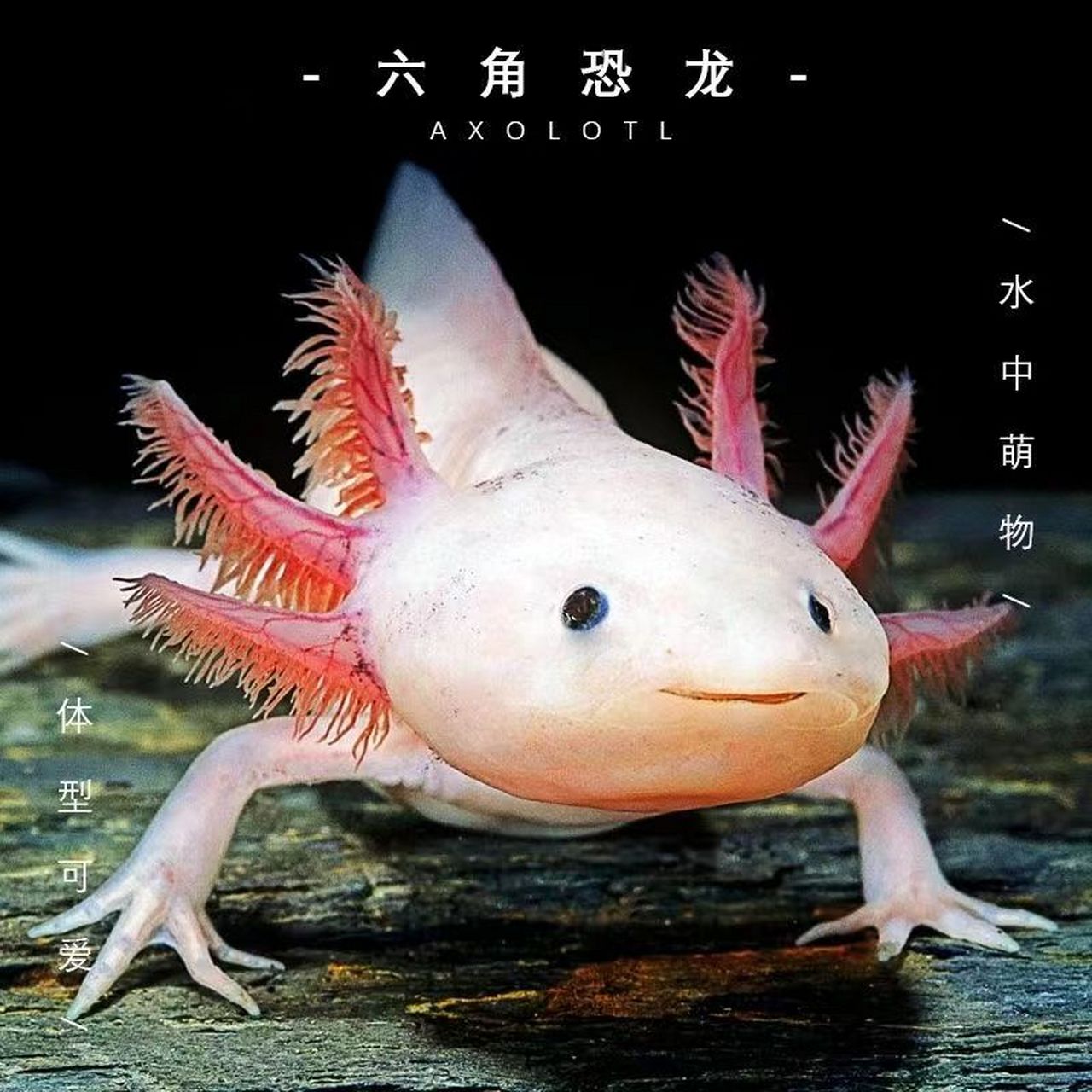 喂养恐龙赚钱吗喂养恐龙赚钱，恐龙世界的商机-第2张图片