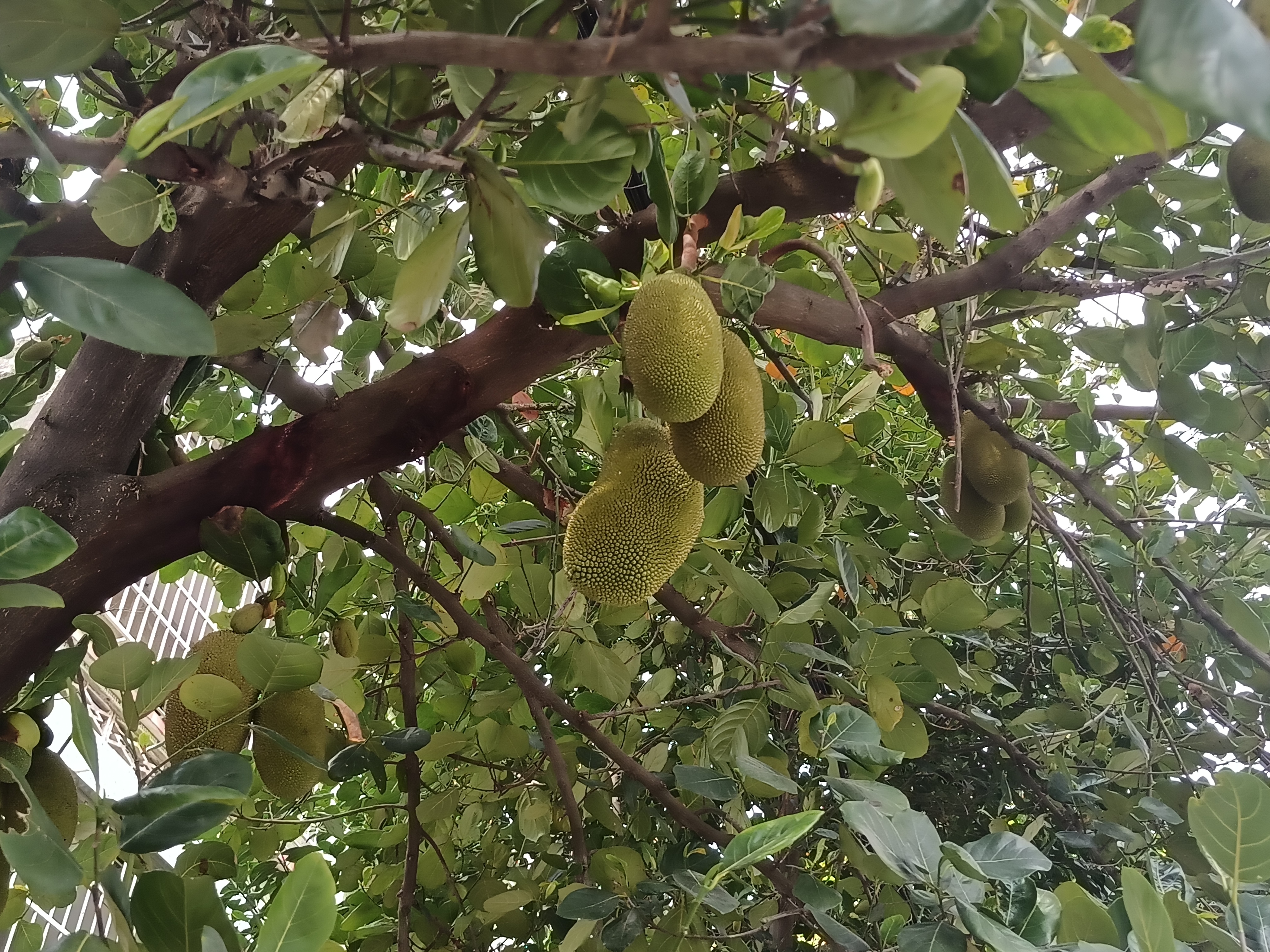 香蕉菠萝蜜菠萝能一起吃吗香蕉菠萝蜜菠萝