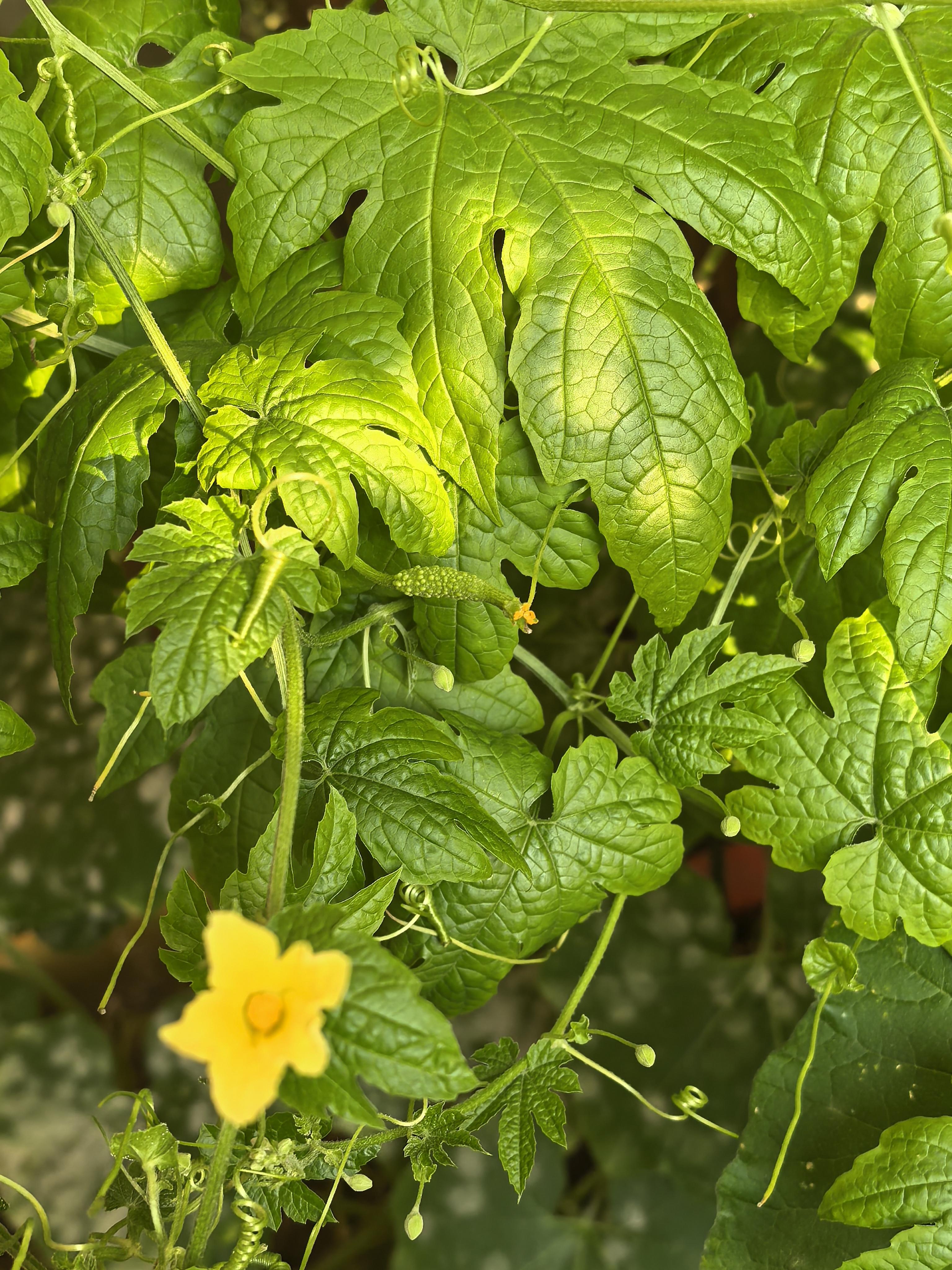 丝瓜黄瓜秋葵草莓向日葵番茄黄瓜丝瓜草莓秋葵大全