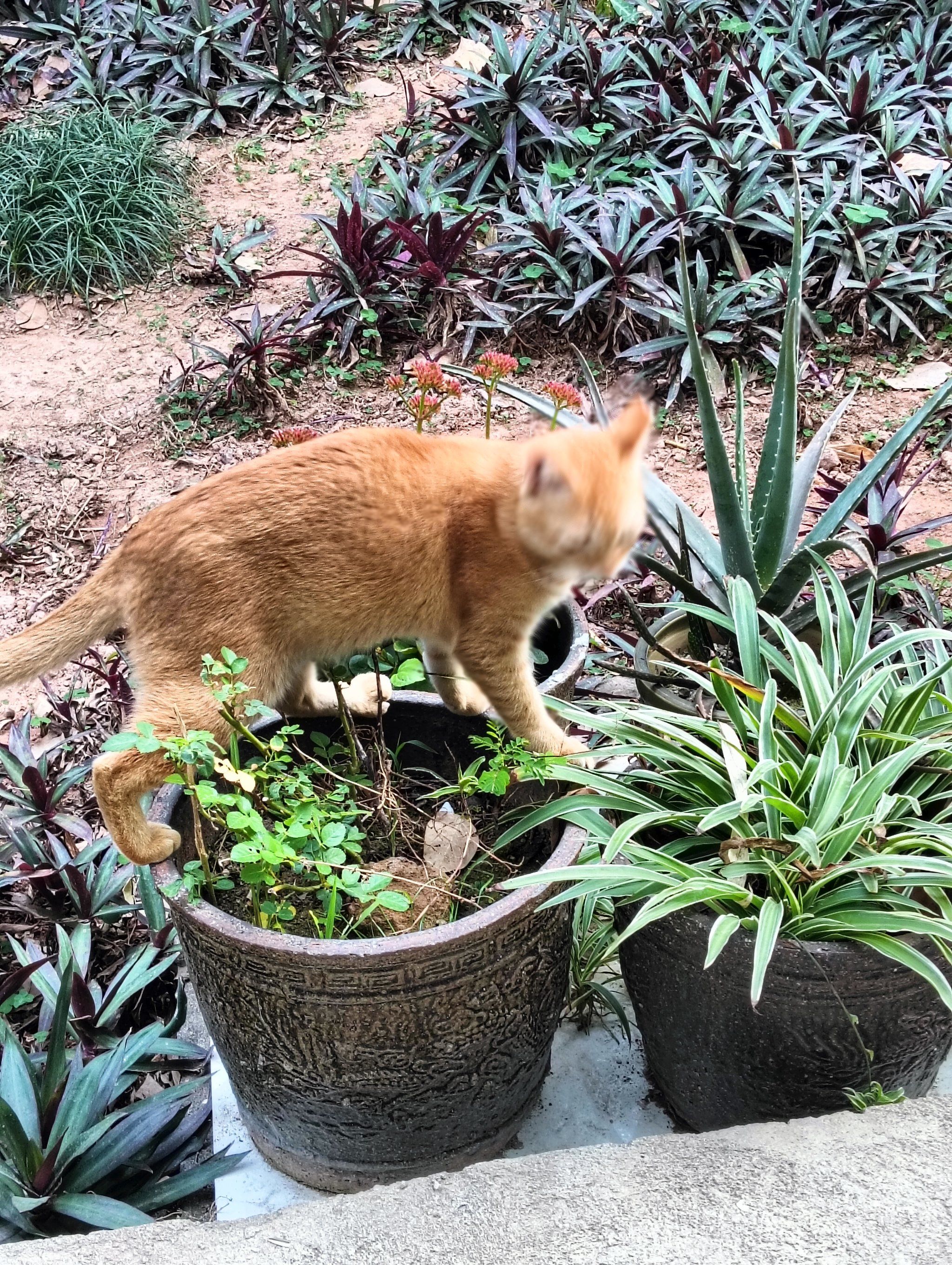 小猫咪大城市小猫咪在大城市的生活
