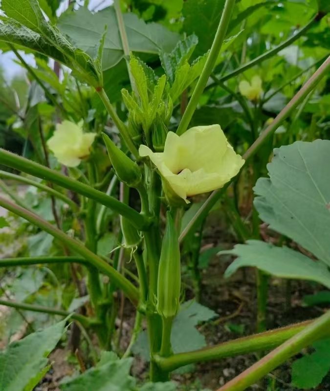 秋葵app在线观看免费秋葵app在线观看免费，探索免费视频的无限可能-第2张图片