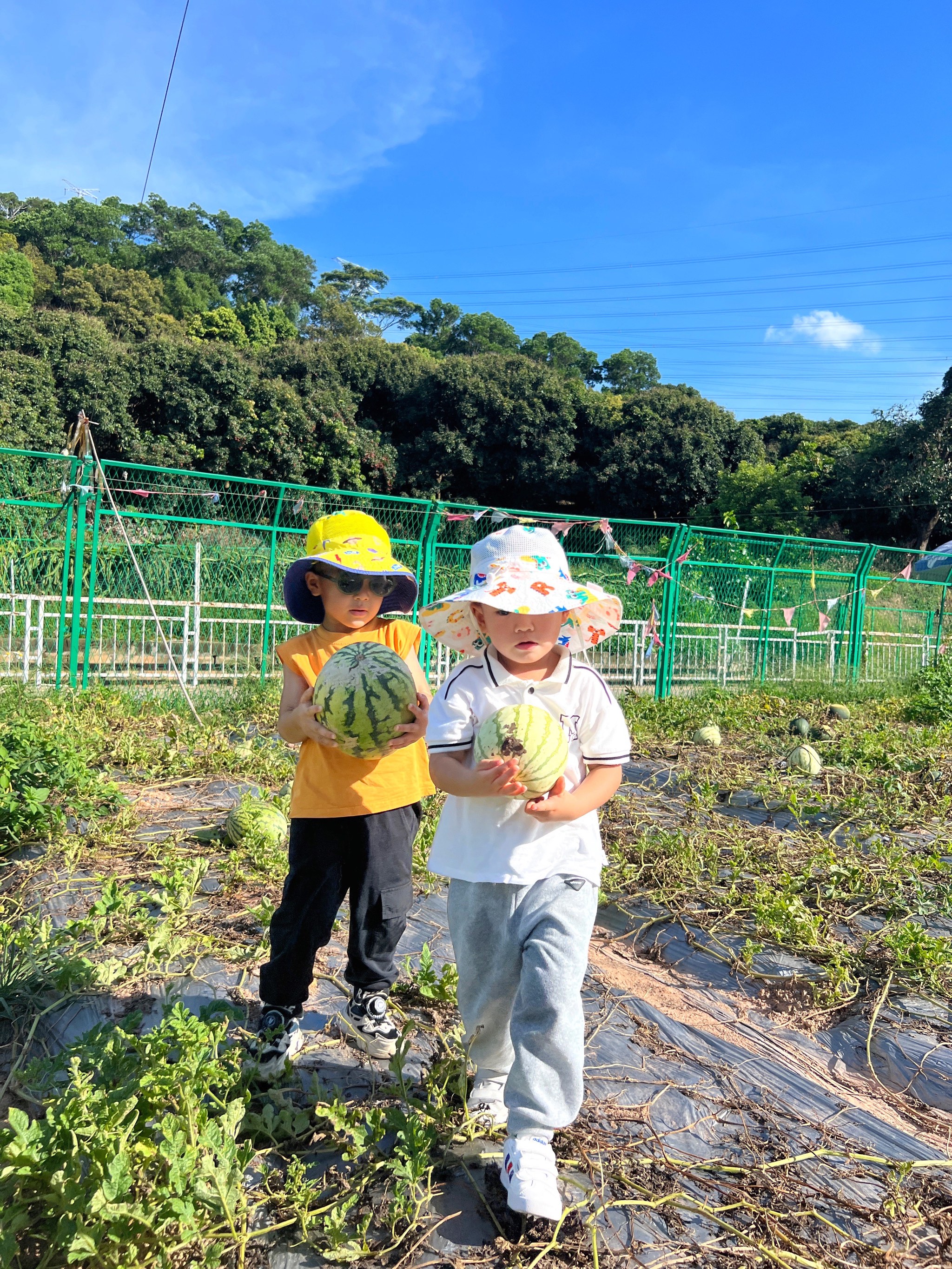 草莓苹果香蕉荔枝丝瓜大全在线观看草莓苹果香蕉荔枝丝瓜大全在线观看-第3张图片