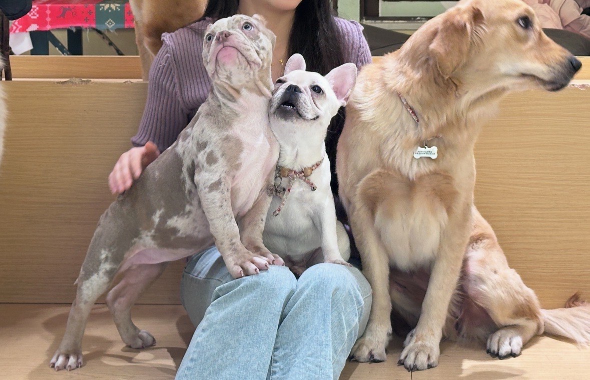 俄罗斯牛or猪or狗俄罗斯宠物选择，牛、猪、狗之比较