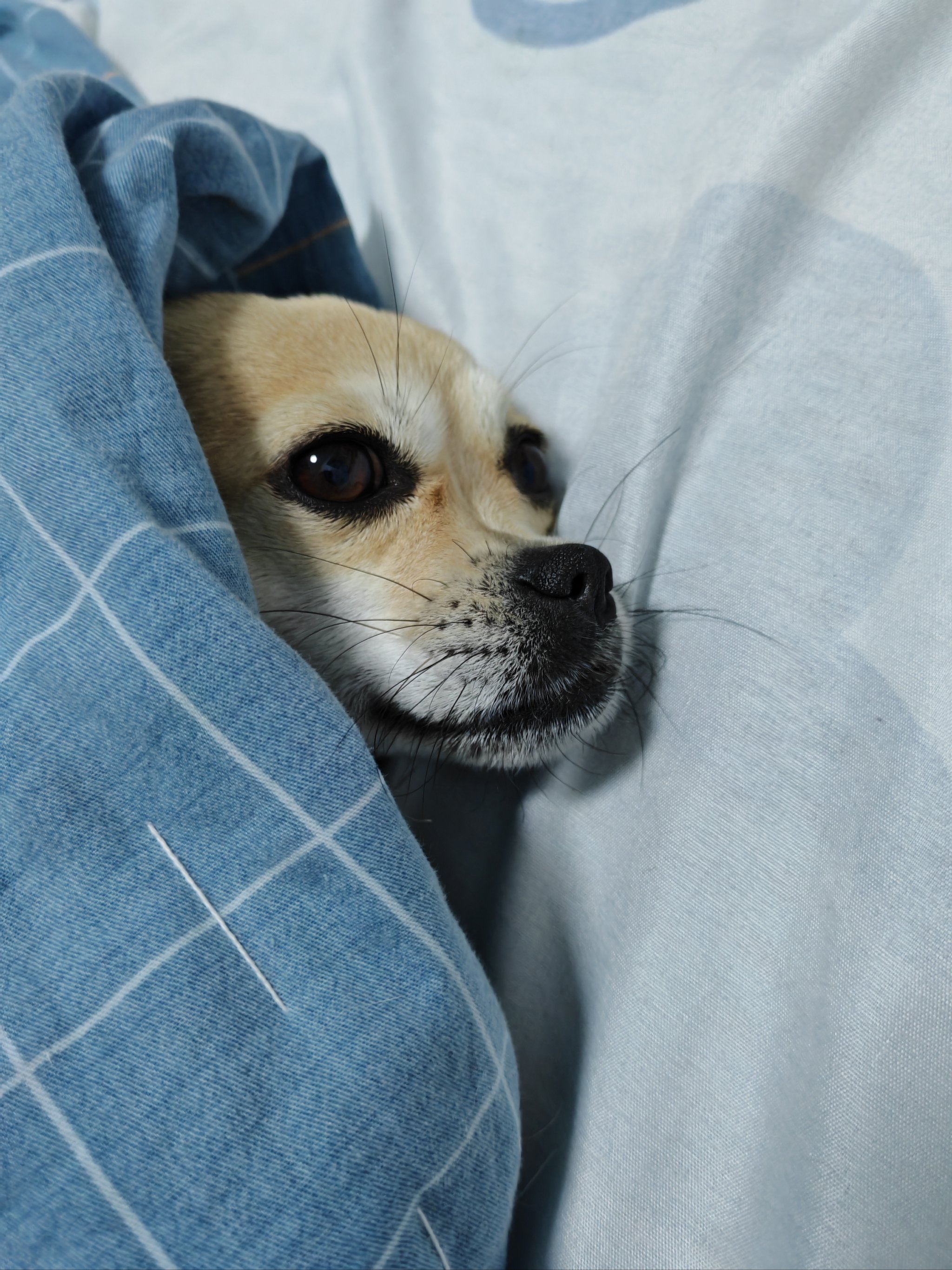 俄罗斯牛or猪or狗俄罗斯宠物选择，牛、猪、狗之比较-第2张图片