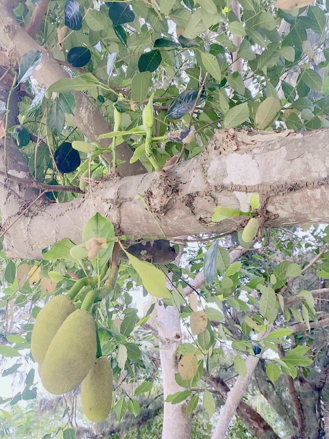菠萝菠萝蜜视频在线观看免费观看高清菠萝菠萝蜜视频在线观看免费观看高清-第2张图片
