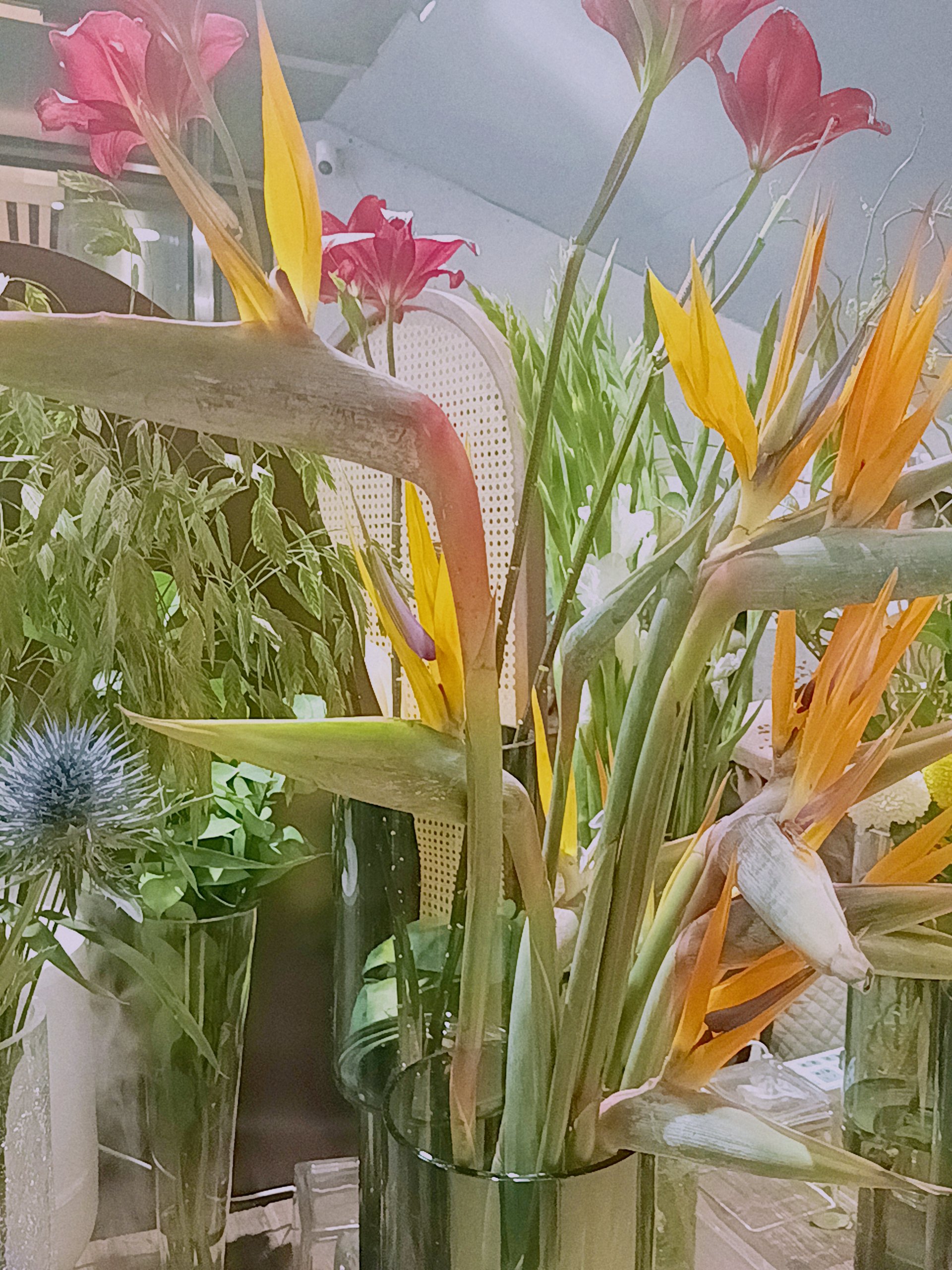 出水芙蓉的含义