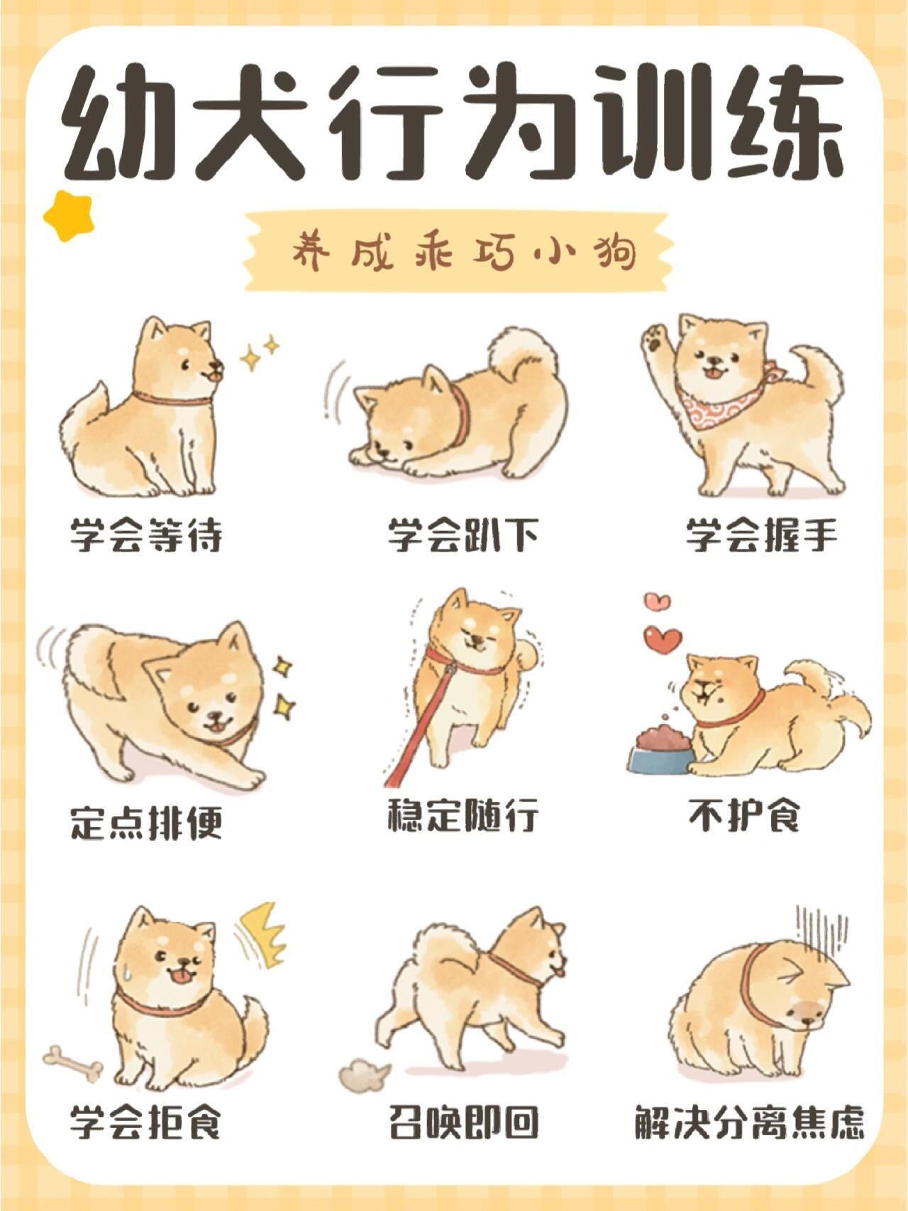 拆家的狗叫什么名字拆家现象，现象解析与应对策略