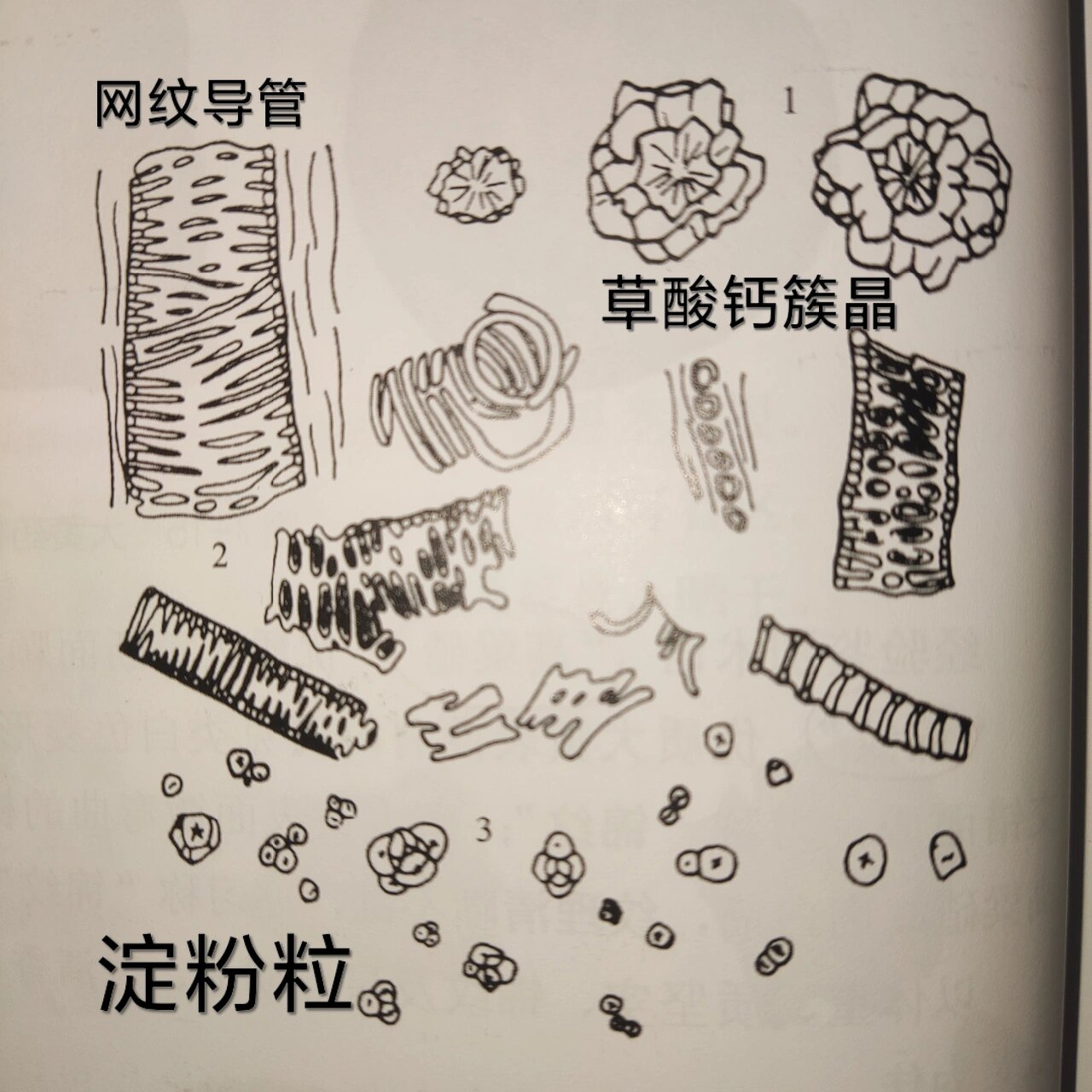 大黄网纹导管显微镜图片大黄网，网络世界的瑰宝