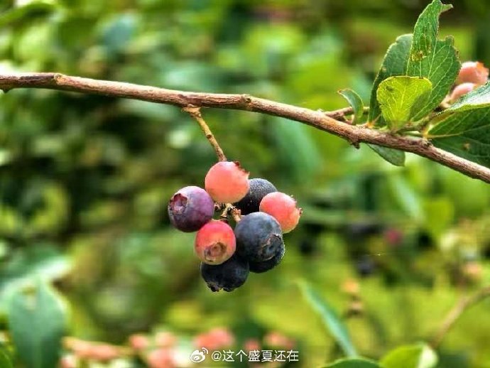 青青草网站青青草网站，探索绿色生态的宝藏-第2张图片