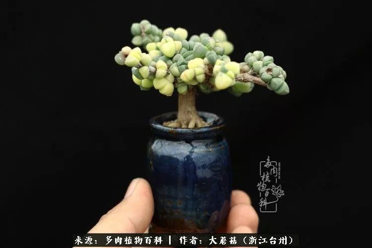 高n车多肉多海棠小说高N车多肉多海棠