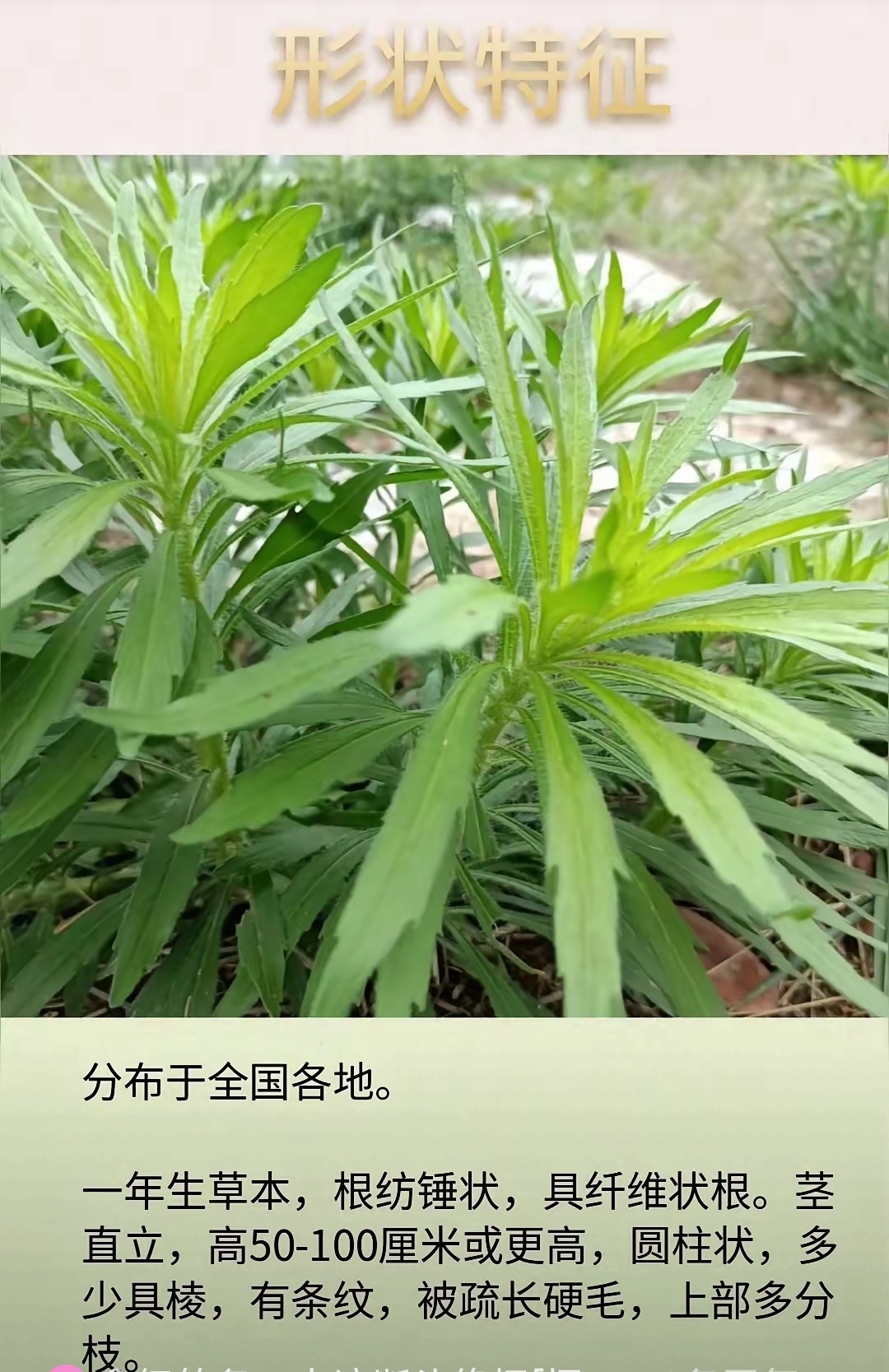 大荫蒂又大又长又硬又紧大荫蒂，又大又长又硬又紧的神秘植物