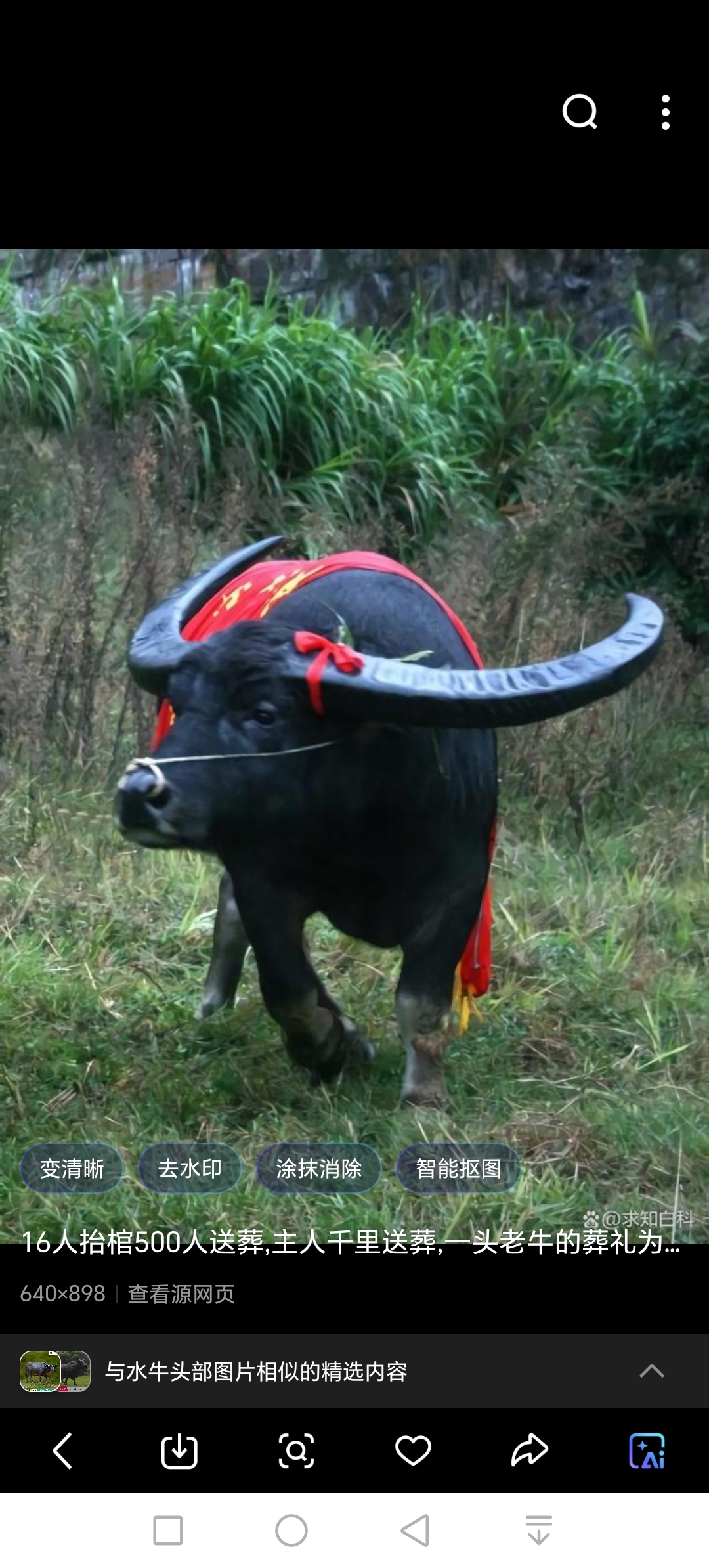 东鳞西爪是什么生肖东鳞西爪，生肖龙