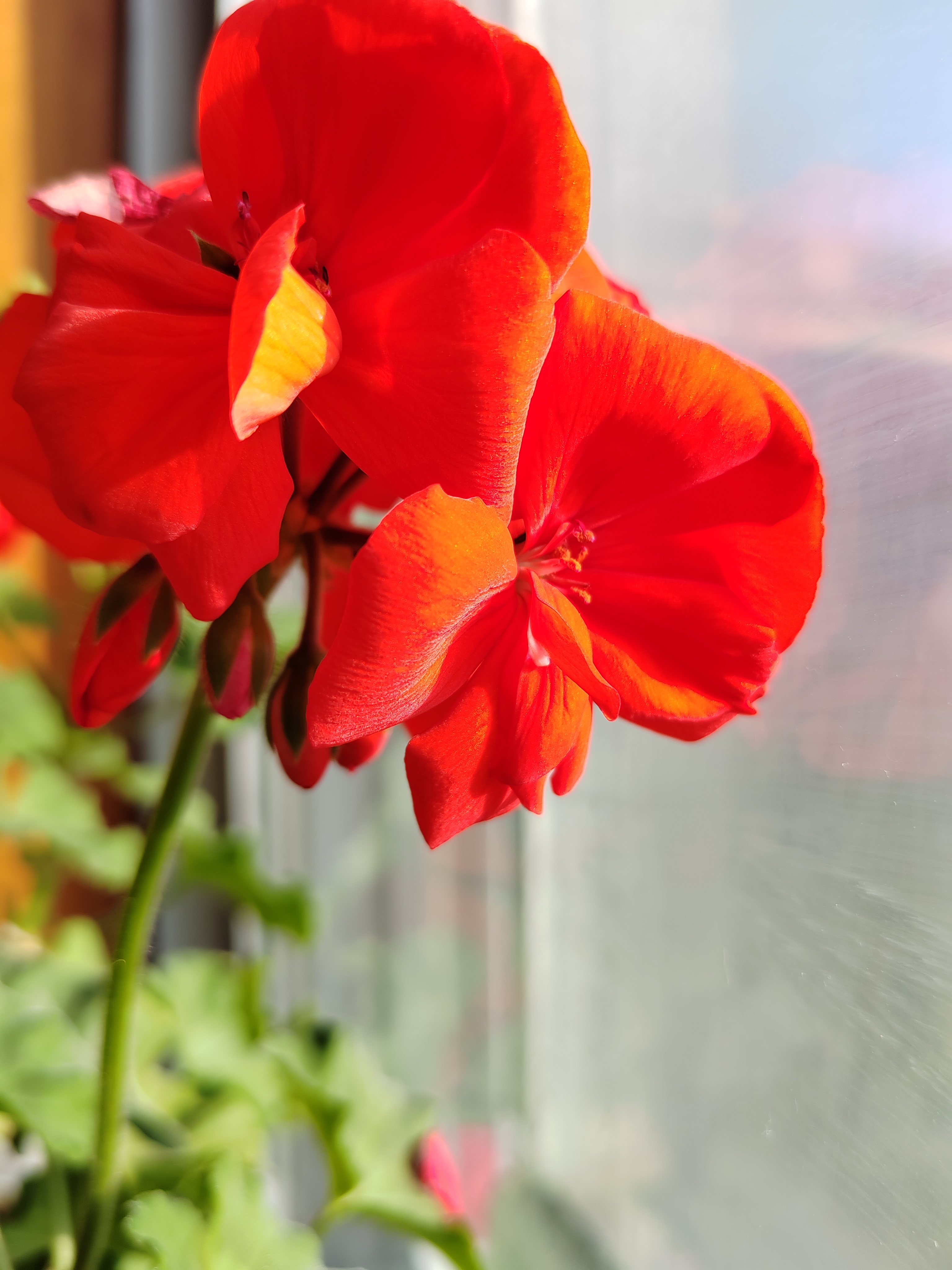 魔法神花魔法神花，神秘世界的瑰宝