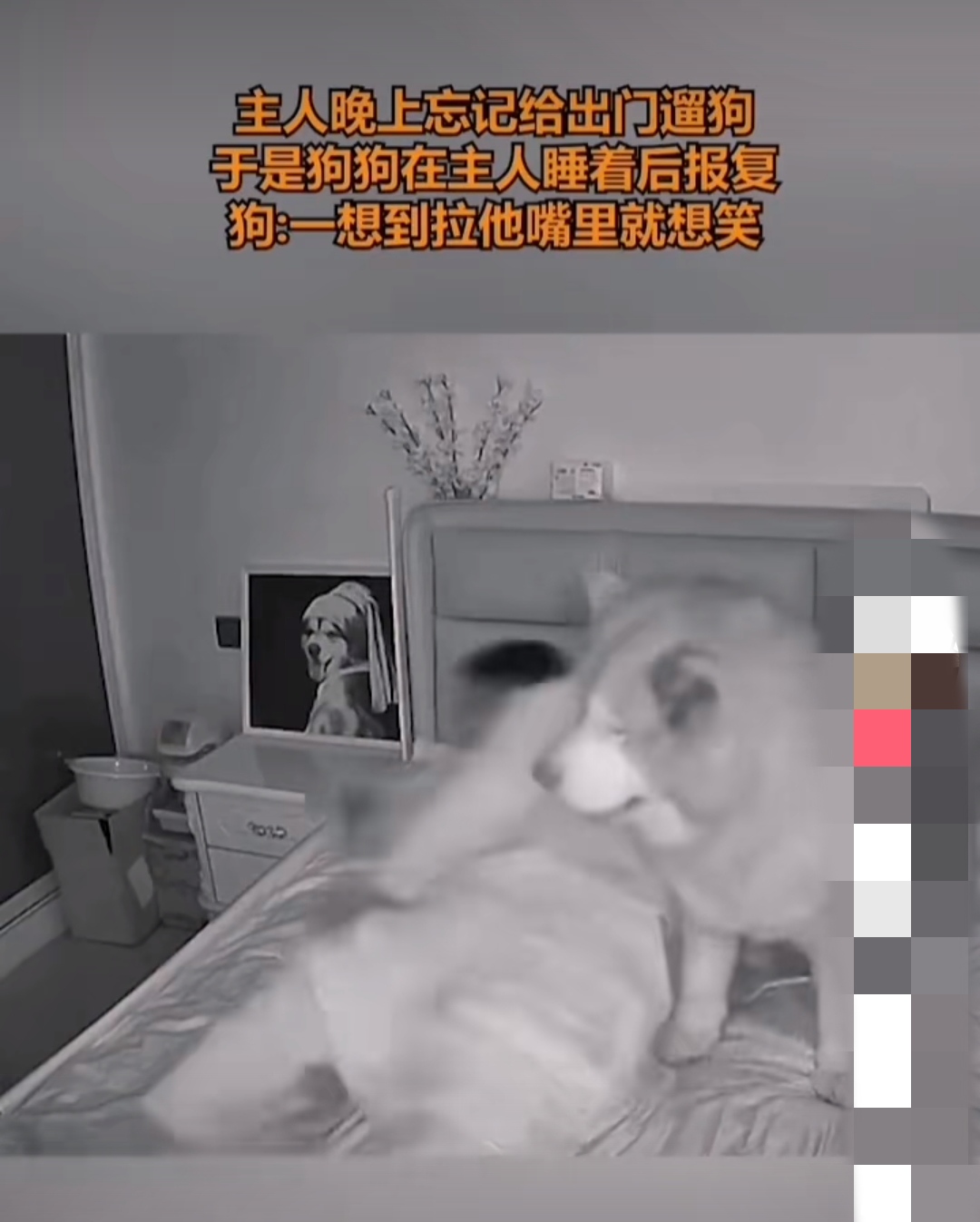 被自己家狗上瘾了怎么办视频被自己家的狗上感受-第2张图片