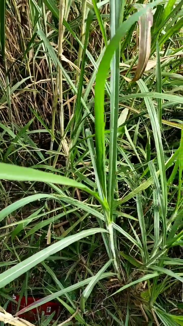 青草久热精品视频在线百度云-第3张图片