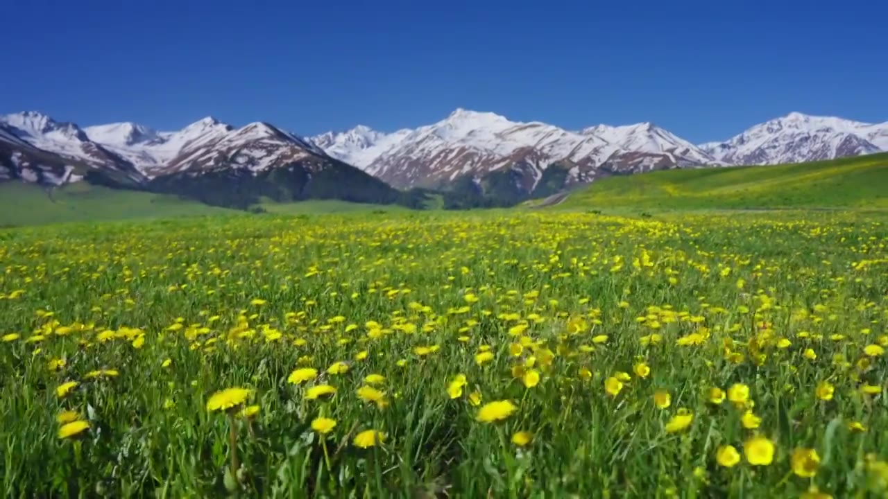 野花社区视频在线观看野花社区视频在线观看体验