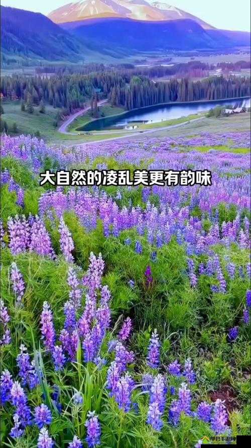 野花社区日本免费图片-第2张图片