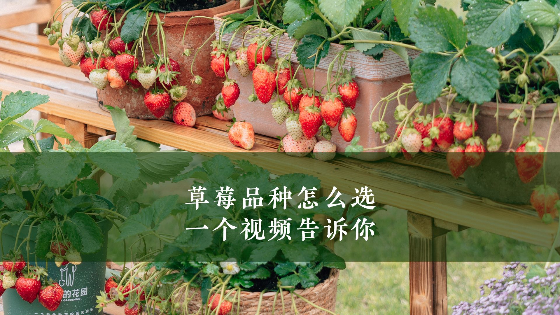 草莓视频在线观看18草莓视频在线观看体验