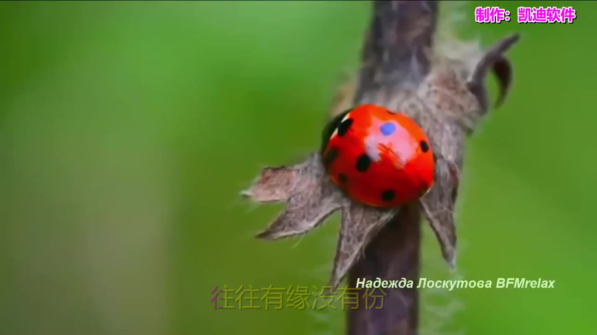 忘忧草视频在线观看体验-第1张图片
