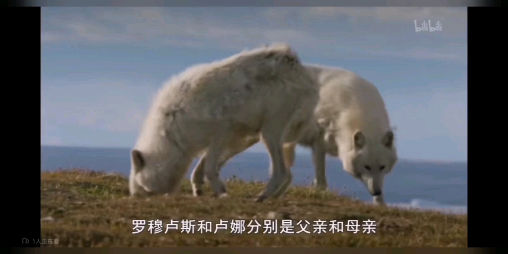 狼群社区视频中文字幕狼群社区视频中的中文字幕解读