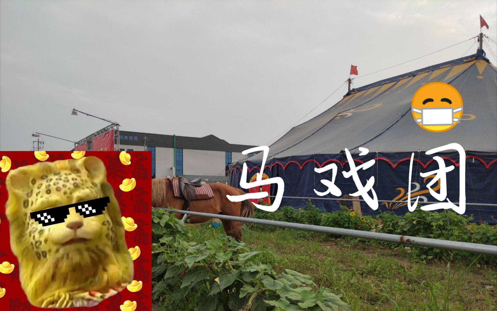 马戏团第五关怎么跳马戏团第五关，挑战与奇遇