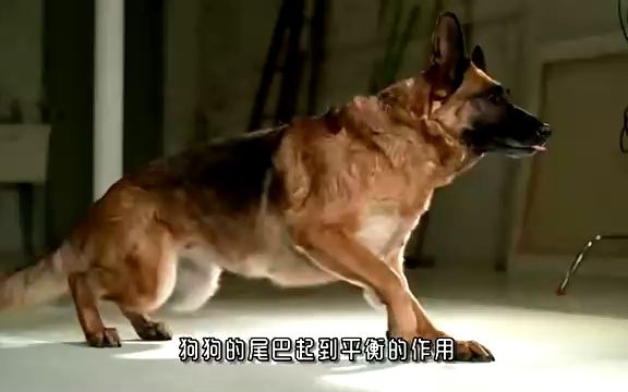 狗很烫怎么办狗狗速度之快-第2张图片