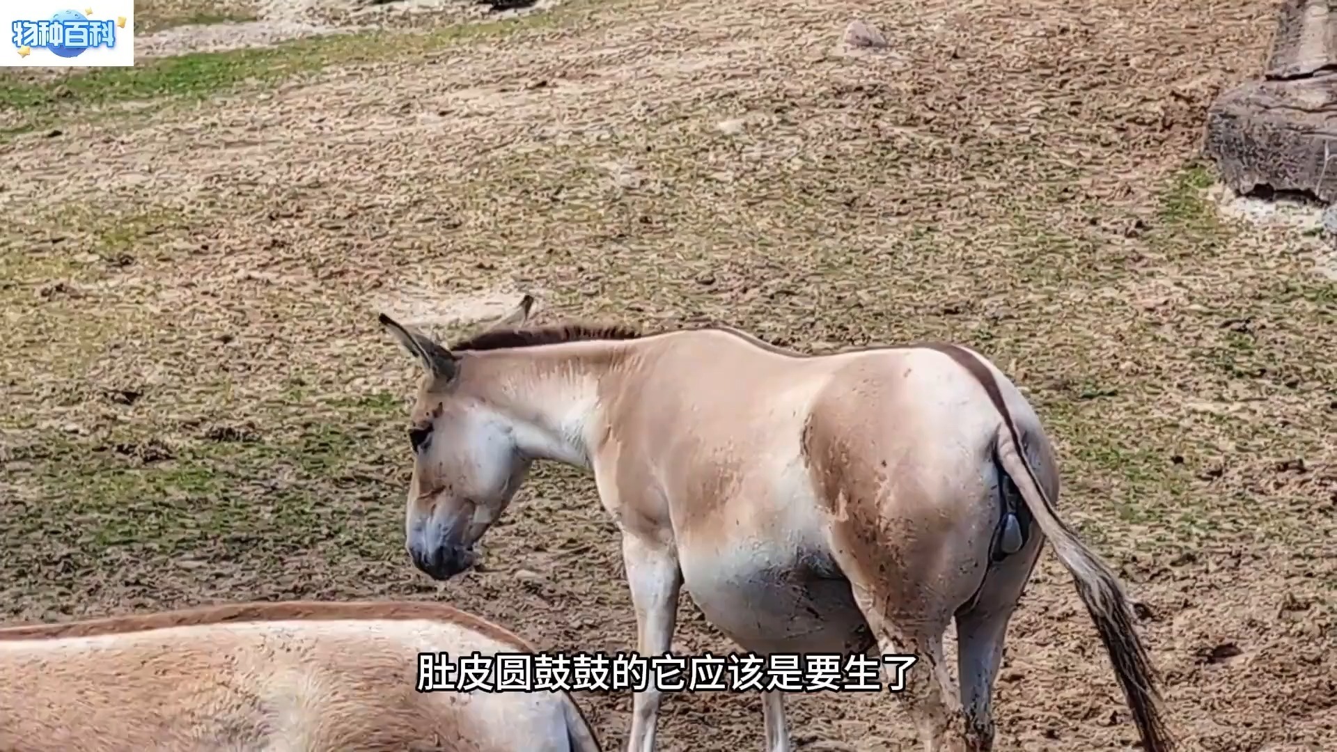 肚皮被顶的鼓鼓体验-第3张图片