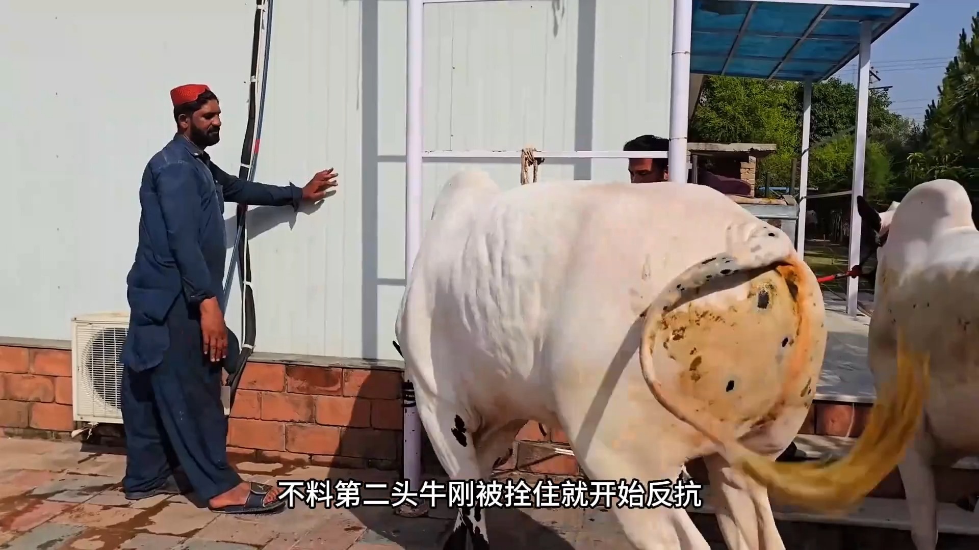 2019四不像2019四不像，探索未知的神奇生物-第2张图片