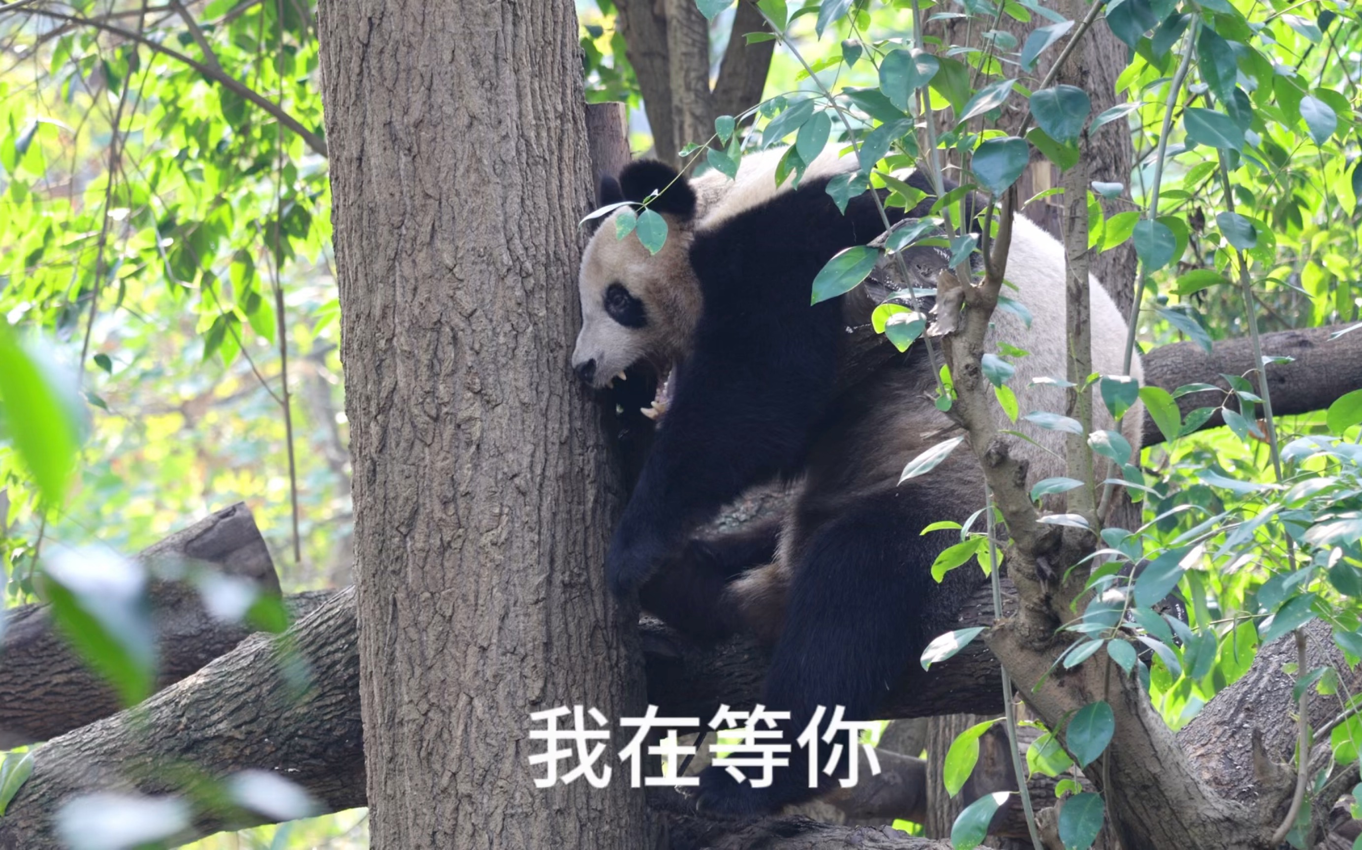 等我玩腻了找更多人玩你等我玩腻了，找更多人玩你