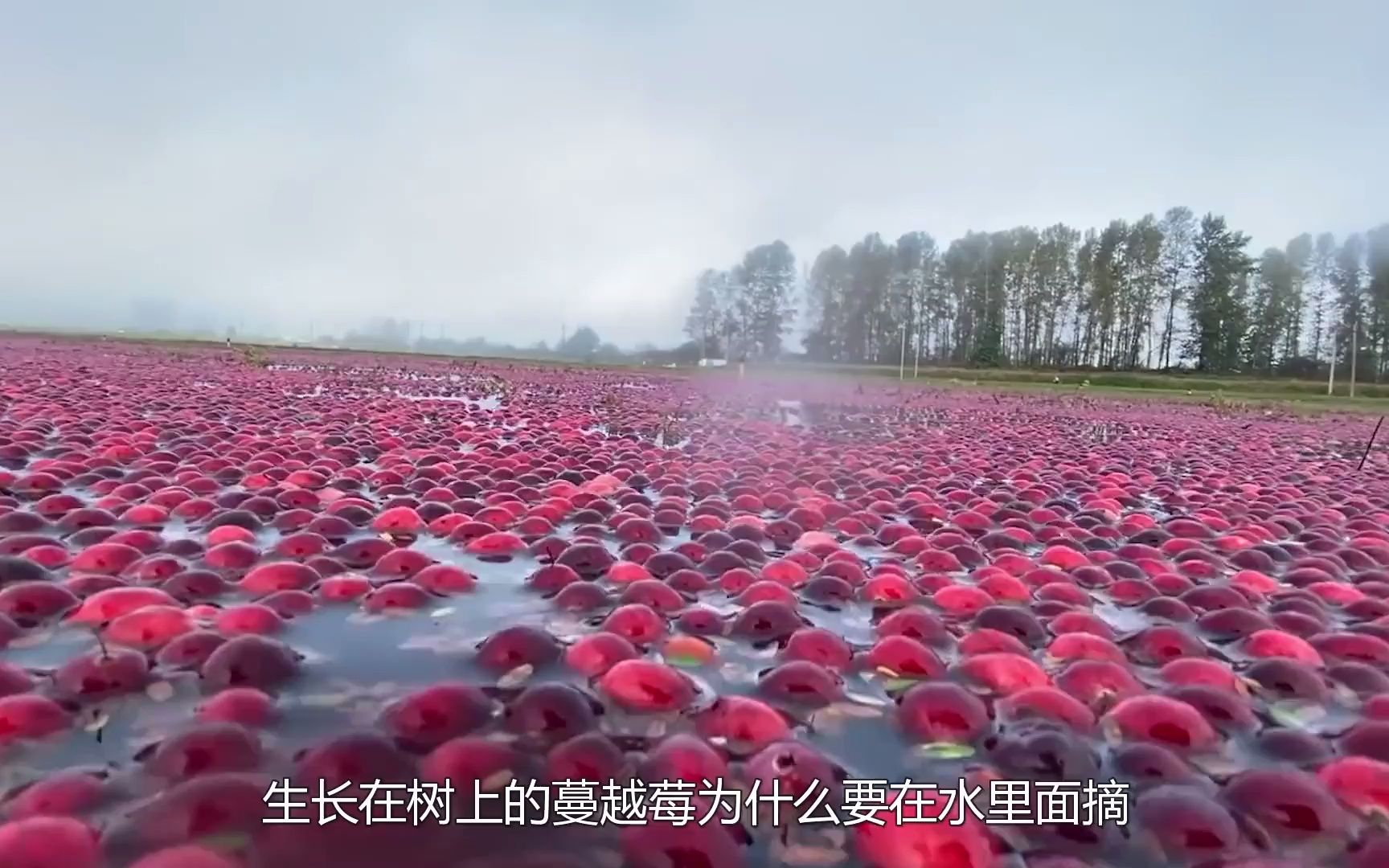 葡萄在深处挤水好吗葡萄在深处挤水，收获与品质的双重追求