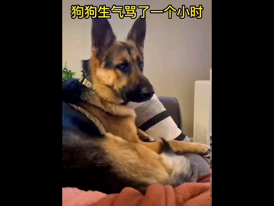 狗狗干了我一小时-第3张图片