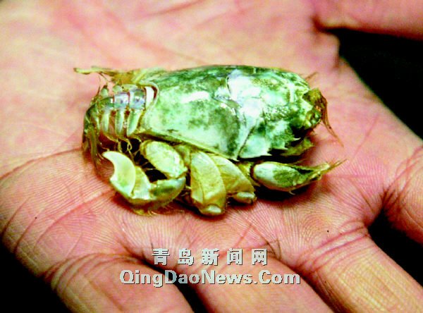 香港正版四不像图香港正版四不像图，探索独特视觉文化