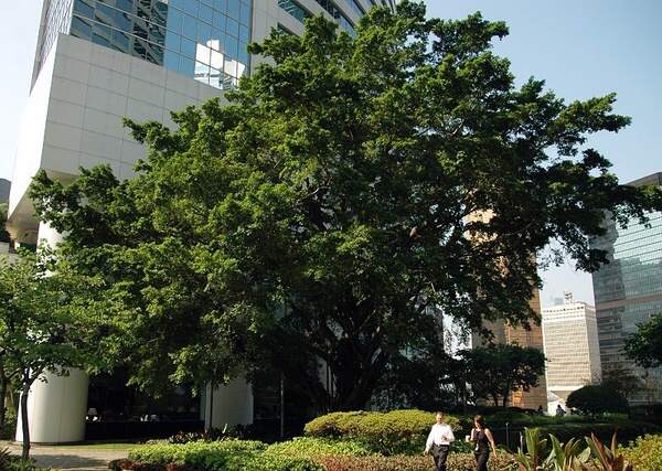 香港最真正最准资料，探寻真相的黄金指南-第3张图片