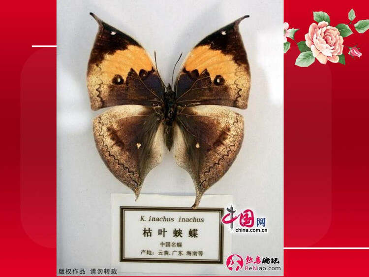 蝴蝶网论坛，探索网络世界的又一窗口-第3张图片