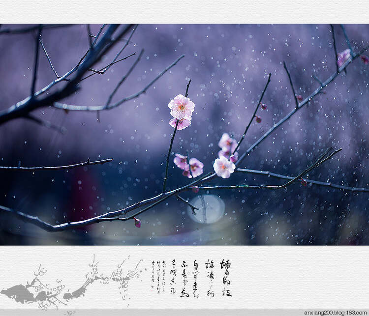 梅花三弄，古典韵味的诗意表达