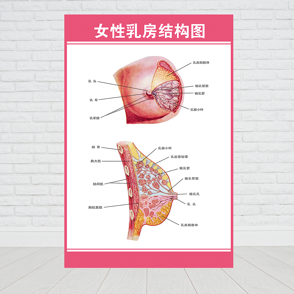 女人体构造图标脏器位置女人裸体图，探索女性的神秘与魅力