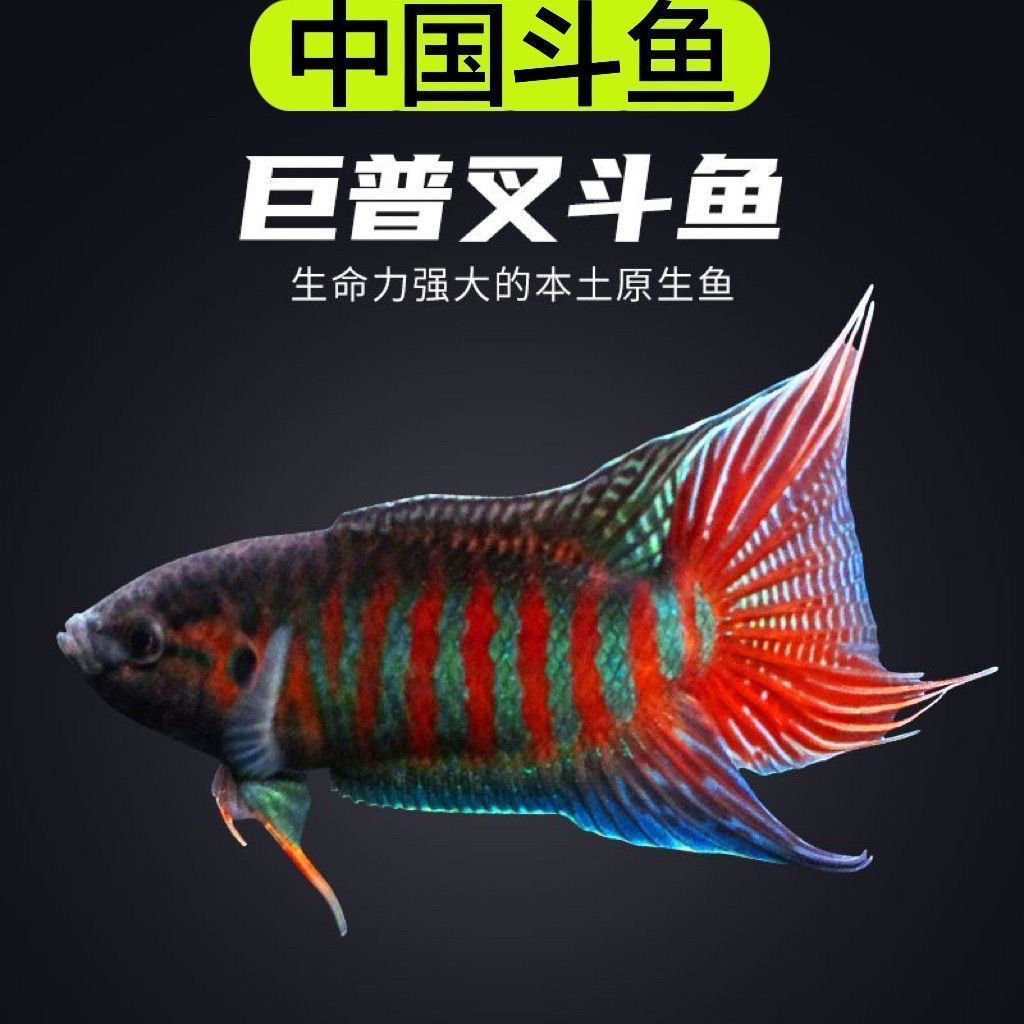 斗鱼TV平台，观赏鱼世界的璀璨舞台
