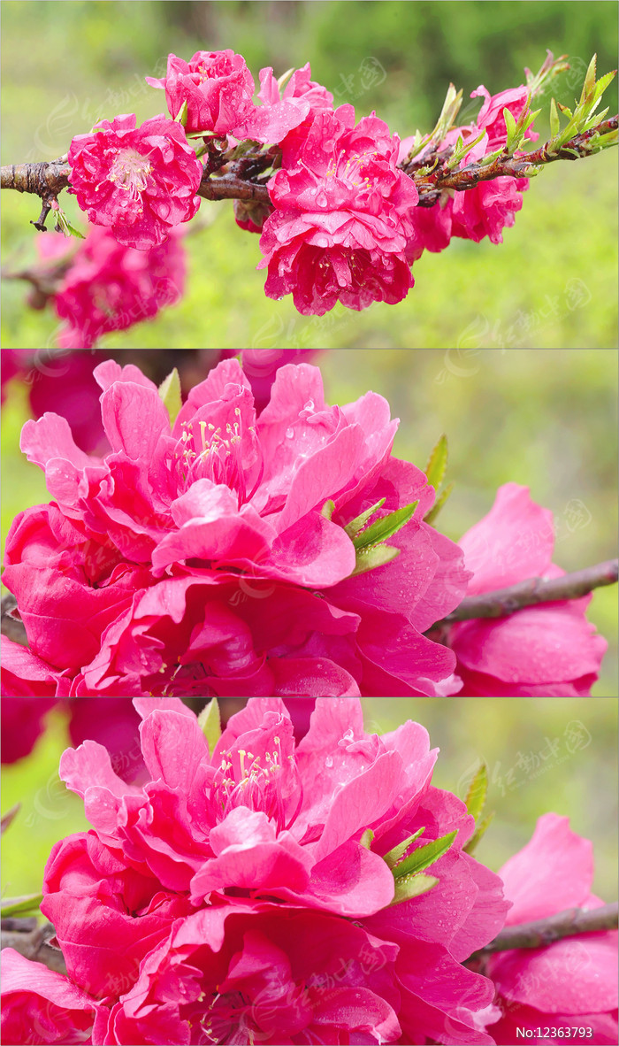 桃花视频免费版高清在线观看