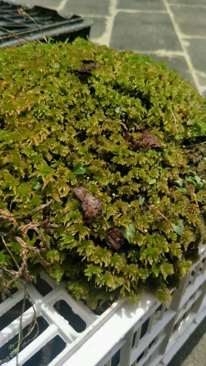 黄石苔藓笔记-第2张图片